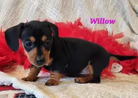 Willow, a male Miniature Dachshund for sale in Sheridan, MI – Photo 3 of 6