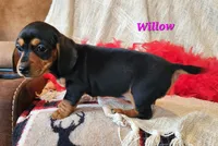 Willow, a male Miniature Dachshund for sale in Sheridan, MI – Photo 5 of 6