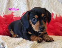 Willow, a male Miniature Dachshund for sale in Sheridan, MI – Photo 2 of 6