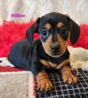Willow, a male Miniature Dachshund for sale in Sheridan, MI – Photo 1 of 6