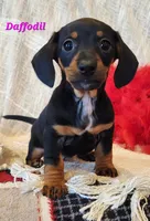 Daffodil, a male Miniature Dachshund for sale in Sheridan, MI – Photo 5 of 5