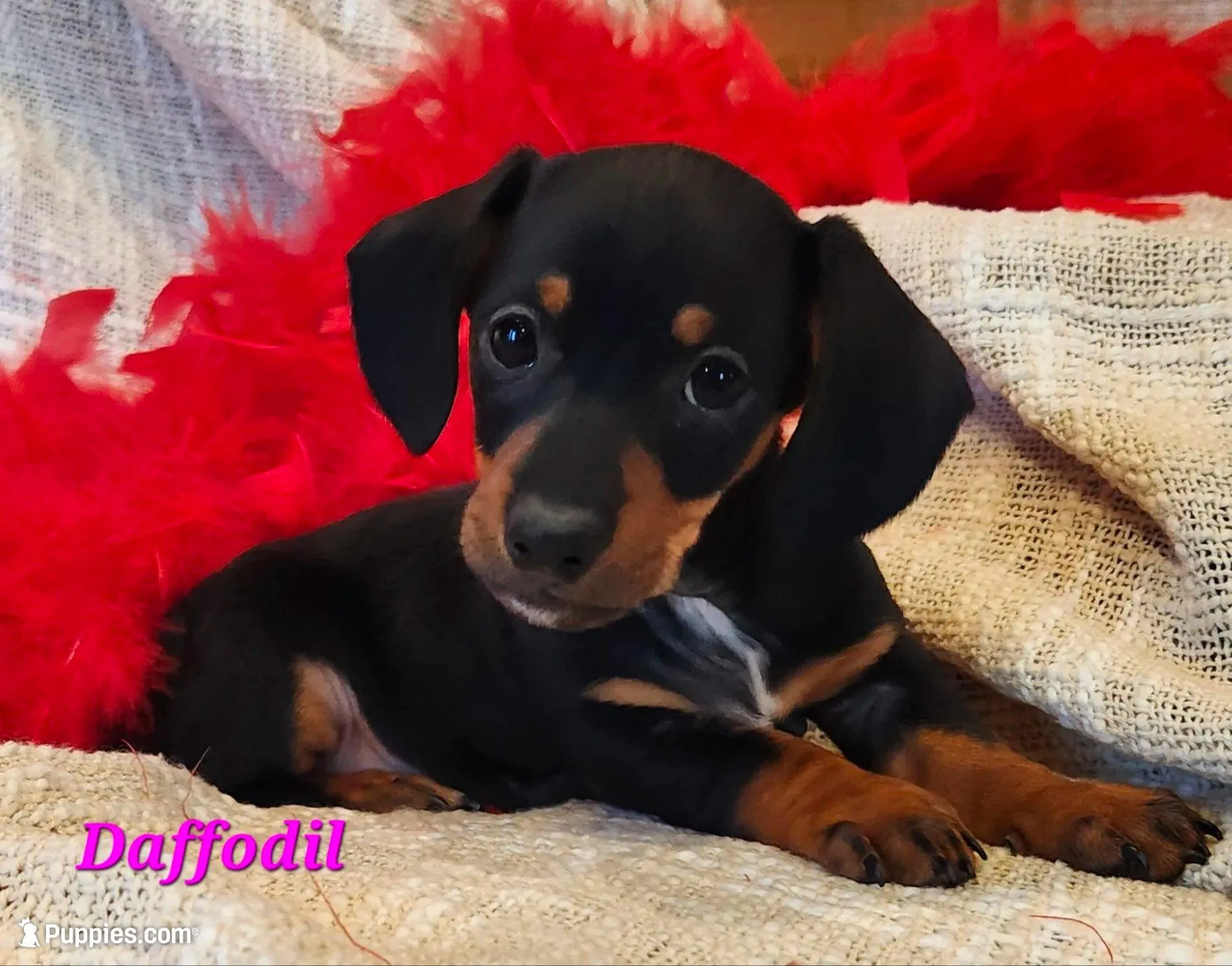 Daffodil – Miniature Dachshund puppy for sale in Sheridan, MI
