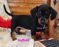 Daffodil, a male Miniature Dachshund for sale in Sheridan, MI – Photo 2 of 5