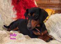 Daffodil, a male Miniature Dachshund for sale in Sheridan, MI – Photo 3 of 5