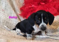 Daisy, a male Miniature Dachshund for sale in Sheridan, MI – Photo 4 of 6