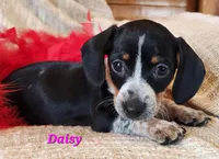 Daisy, a male Miniature Dachshund for sale in Sheridan, MI – Photo 3 of 6