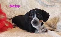 Daisy, a male Miniature Dachshund for sale in Sheridan, MI – Photo 5 of 6