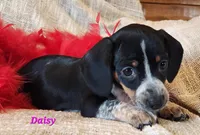 Daisy, a male Miniature Dachshund for sale in Sheridan, MI – Photo 6 of 6
