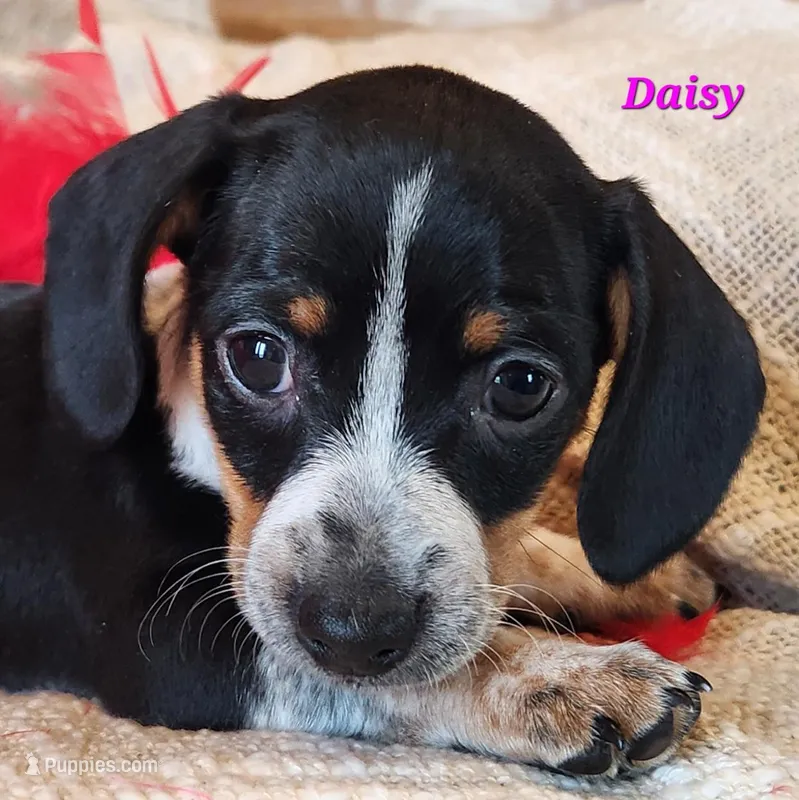 Daisy – Miniature Dachshund puppy for sale in Sheridan, MI