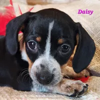Daisy, a male Miniature Dachshund for sale in Sheridan, MI – Photo 1 of 6