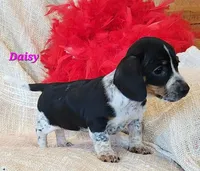 Daisy, a male Miniature Dachshund for sale in Sheridan, MI – Photo 2 of 6