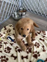 comet, a male Golden Retriever for sale in Davenport, FL – Photo 3 of 3