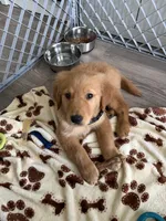 comet, a male Golden Retriever for sale in Davenport, FL – Photo 2 of 3
