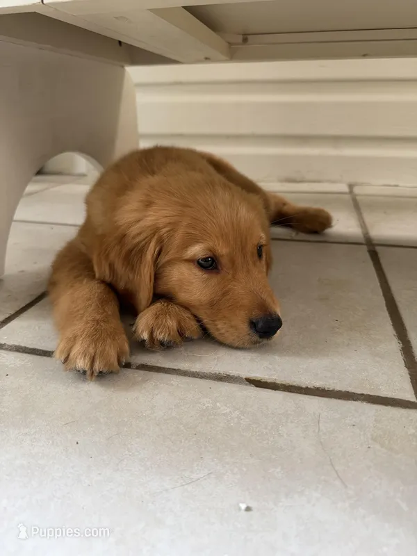comet – Golden Retriever puppy for sale in Davenport, FL