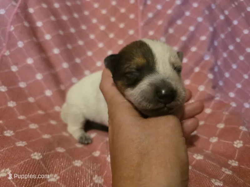 Girl 2 – Australian Cattle Dog puppy for sale in Cameron, MO