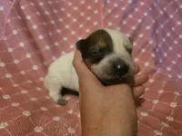 Girl 2, a female Australian Cattle Dog for sale in Cameron, MO – 1 of 2