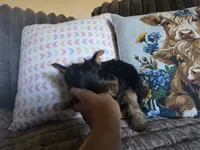 Girl 1, a female Yorkshire Terrier for sale in Cameron, MO – 3 of 5