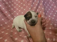 Girl 2, a female Australian Cattle Dog for sale in Cameron, MO – 2 of 2