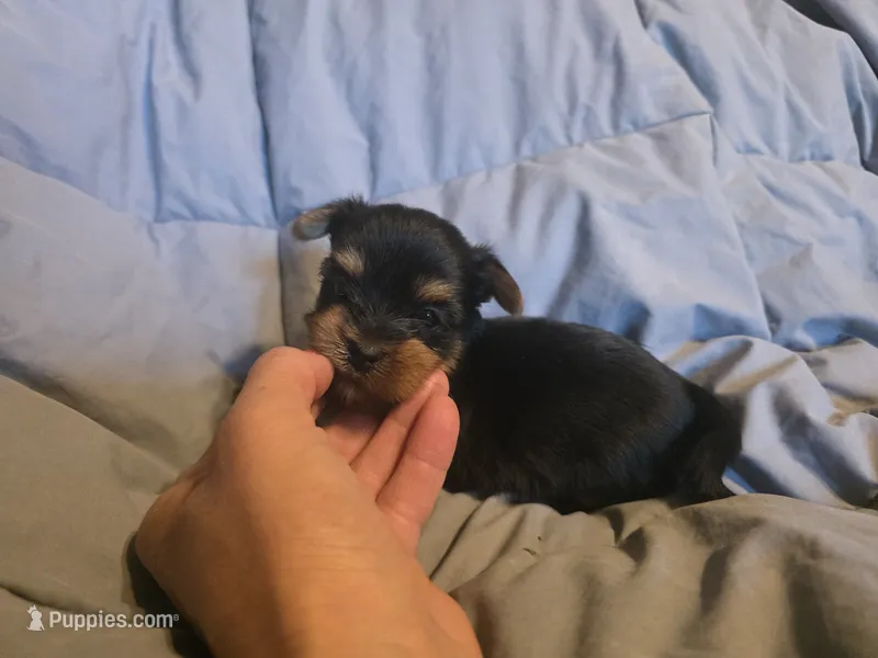 Boy 2 – Yorkshire Terrier puppy for sale in Cameron, MO