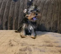 Yorkie boy, a male Yorkshire Terrier for sale in Cameron, MO – 4 of 4