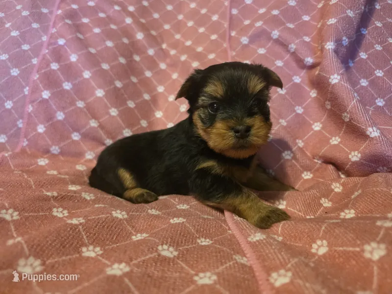 Girl 1 – Yorkshire Terrier puppy for sale in Cameron, MO