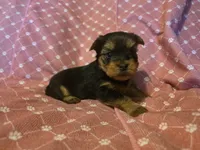 Girl 1, a female Yorkshire Terrier for sale in Cameron, MO – 1 of 1