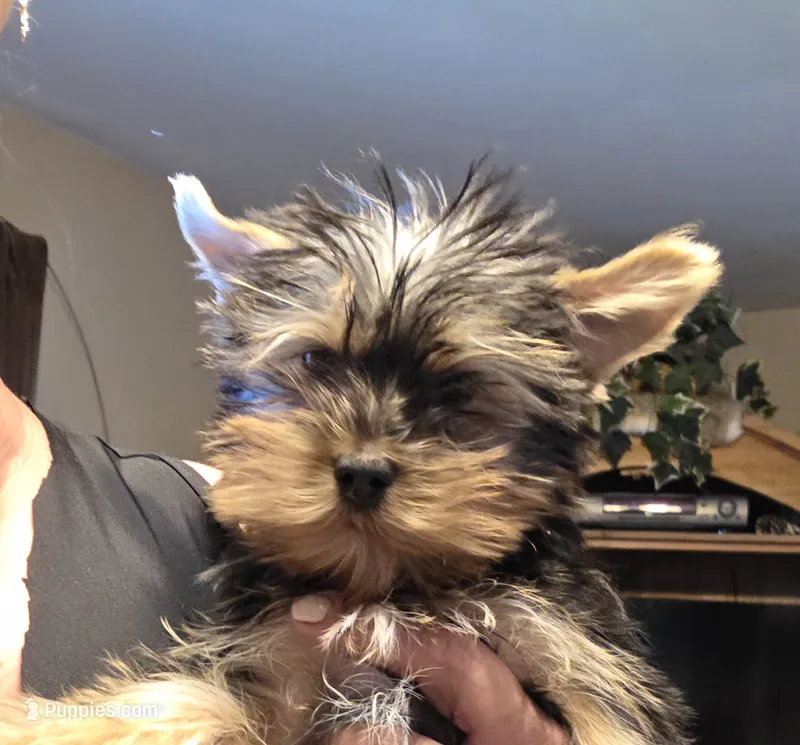 Yorkie boy – Yorkshire Terrier puppy for sale in Cameron, MO