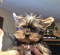 Yorkie boy, a male Yorkshire Terrier for sale in Cameron, MO – 1 of 4