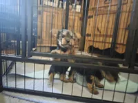 Girl 1, a female Yorkshire Terrier for sale in Cameron, MO – 5 of 5