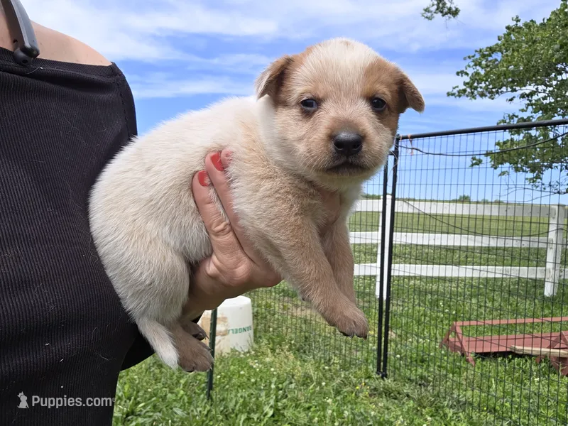 Girl 1 – Australian Cattle Dog puppy for sale in Cameron, MO