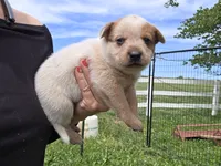 Girl 1, a female Australian Cattle Dog for sale in Cameron, MO – 1 of 2