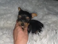 Male, a male Yorkshire Terrier for sale in Cameron, MO – 3 of 5