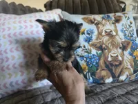 Girl 1, a female Yorkshire Terrier for sale in Cameron, MO – 2 of 5