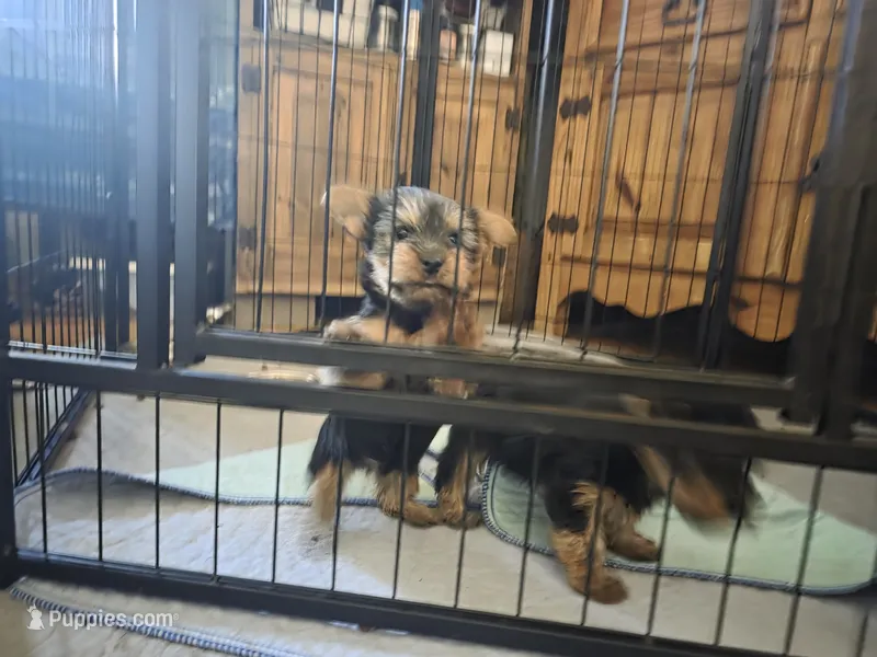 Girl 2 – Yorkshire Terrier puppy for sale in Cameron, MO