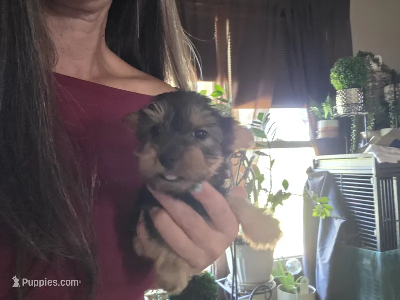 Girl 1 – Yorkshire Terrier puppy for sale in Cameron, MO