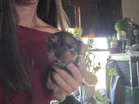 Girl 1, a female Yorkshire Terrier for sale in Cameron, MO – 1 of 5