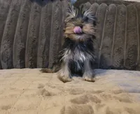Yorkie boy, a male Yorkshire Terrier for sale in Cameron, MO – 2 of 4