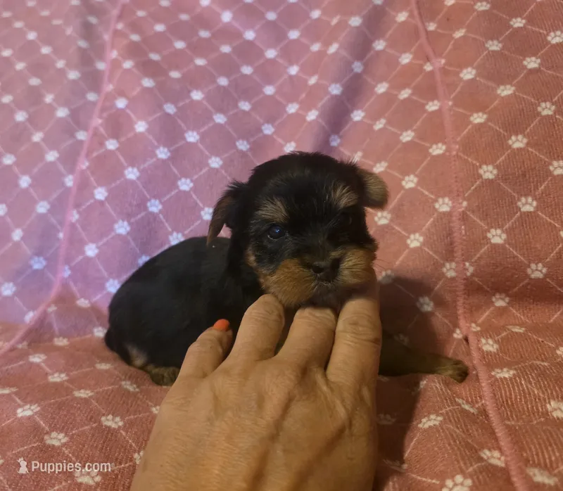 Girl 2 – Yorkshire Terrier puppy for sale in Cameron, MO
