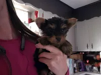 Male Runt, a male Yorkshire Terrier for sale in Cameron, MO – Photo 2 of 10