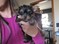 Male Runt, a male Yorkshire Terrier for sale in Cameron, MO – Photo 1 of 10