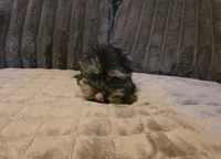 Yorkie 2, a male Yorkshire Terrier for sale in Cameron, MO – 3 of 3
