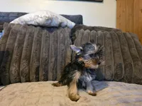 Yorkie boy, a male Yorkshire Terrier for sale in Cameron, MO – 3 of 4
