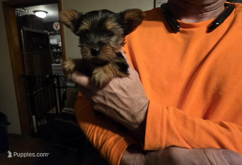 Yorkie female