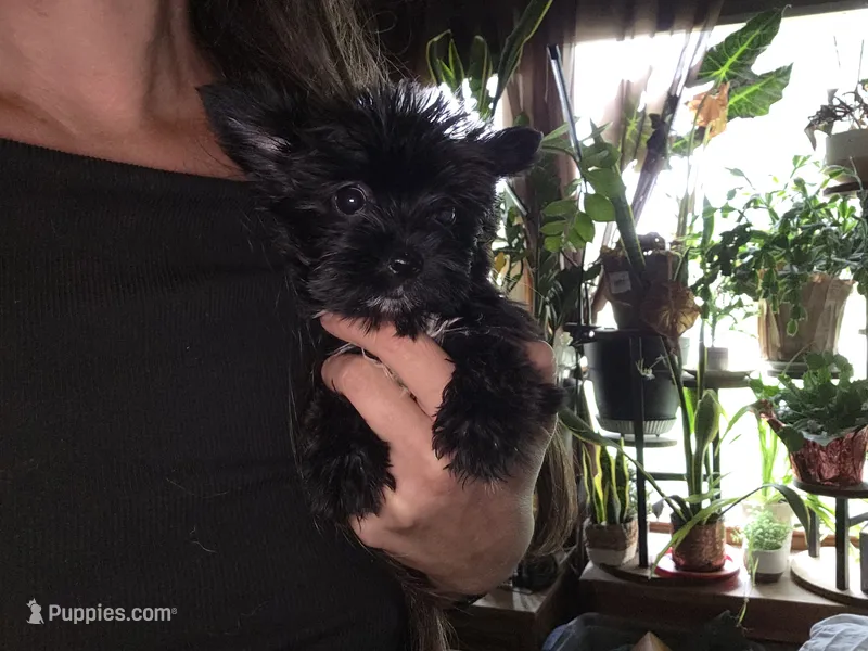Kb black – Yorkshire Terrier puppy for sale in Cameron, MO