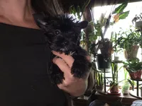 Kb black, a female Yorkshire Terrier for sale in Cameron, MO – 1 of 2