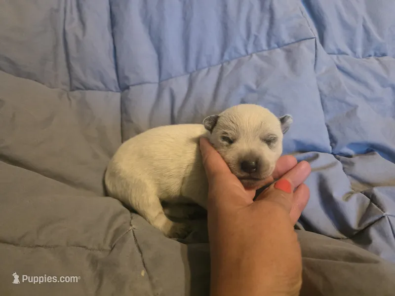 Boy 2 – Australian Cattle Dog puppy for sale in Cameron, MO