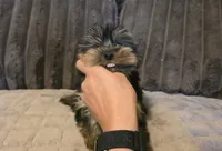 Yorkie 2, a male Yorkshire Terrier for sale in Cameron, MO – 1 of 3