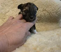 Biechi - Female, a female Chihuahua and Biewer for sale in Cameron, MO – Photo 3 of 6