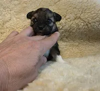 Biechi - Female, a female Chihuahua and Biewer for sale in Cameron, MO – Photo 6 of 6