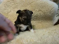 Biechi - Female, a female Chihuahua and Biewer for sale in Cameron, MO – Photo 5 of 6